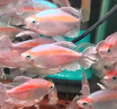 CONGO TETRA