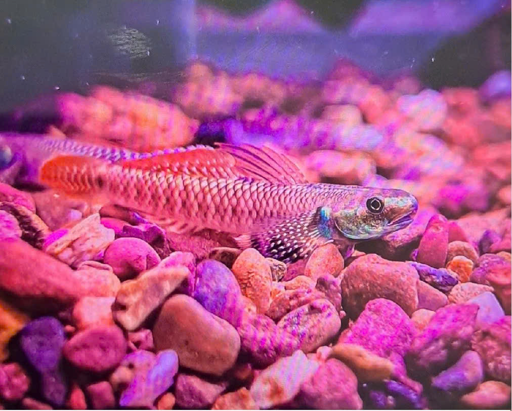 BỐNG ORNATUS