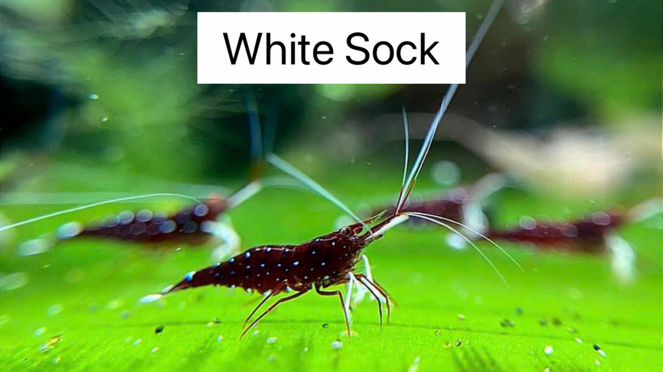 TÉP SULA CHÂN TRẮNG-WHITE SOCK(45% mái-Trống 55%)