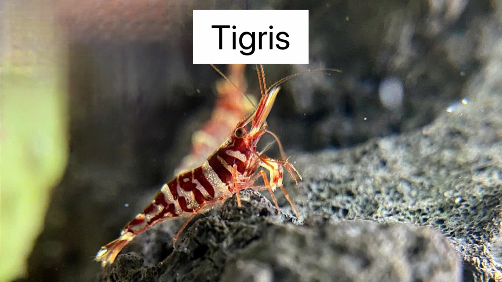 TIGRIS