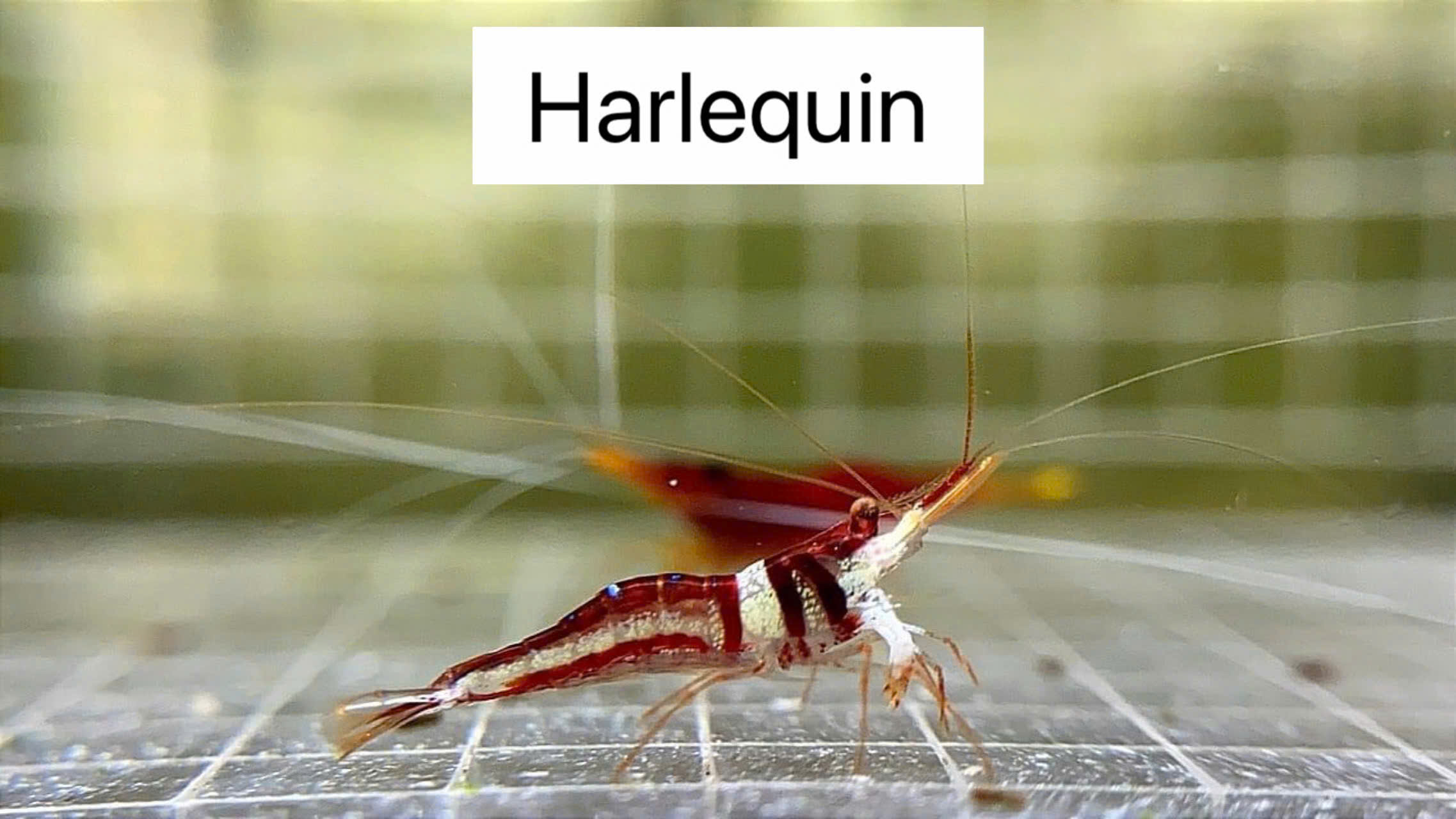 HARLEQUIN-KHĂN QUÀNG CỔ