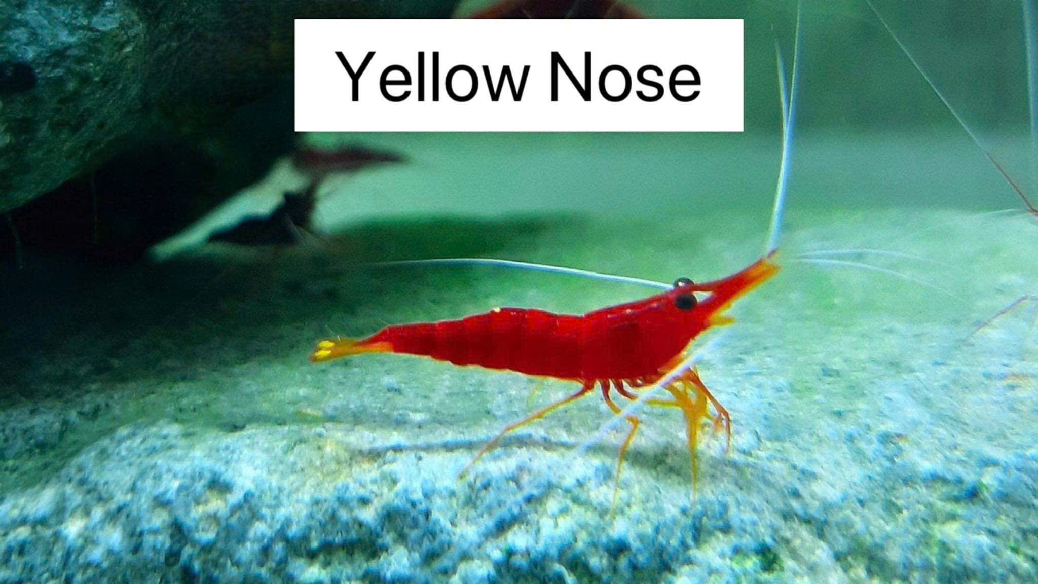YELLOW NOSE