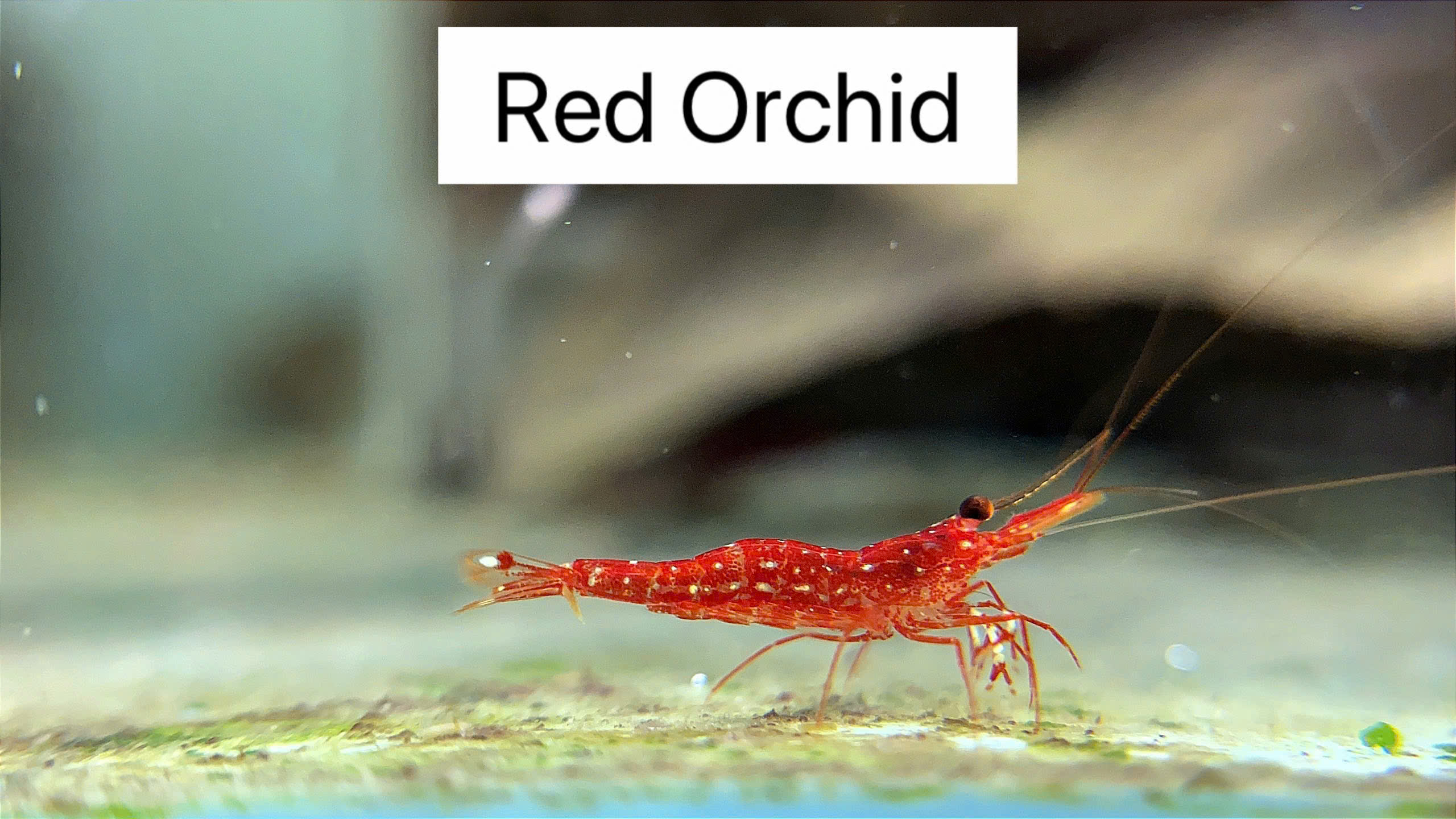 RED ORCHID