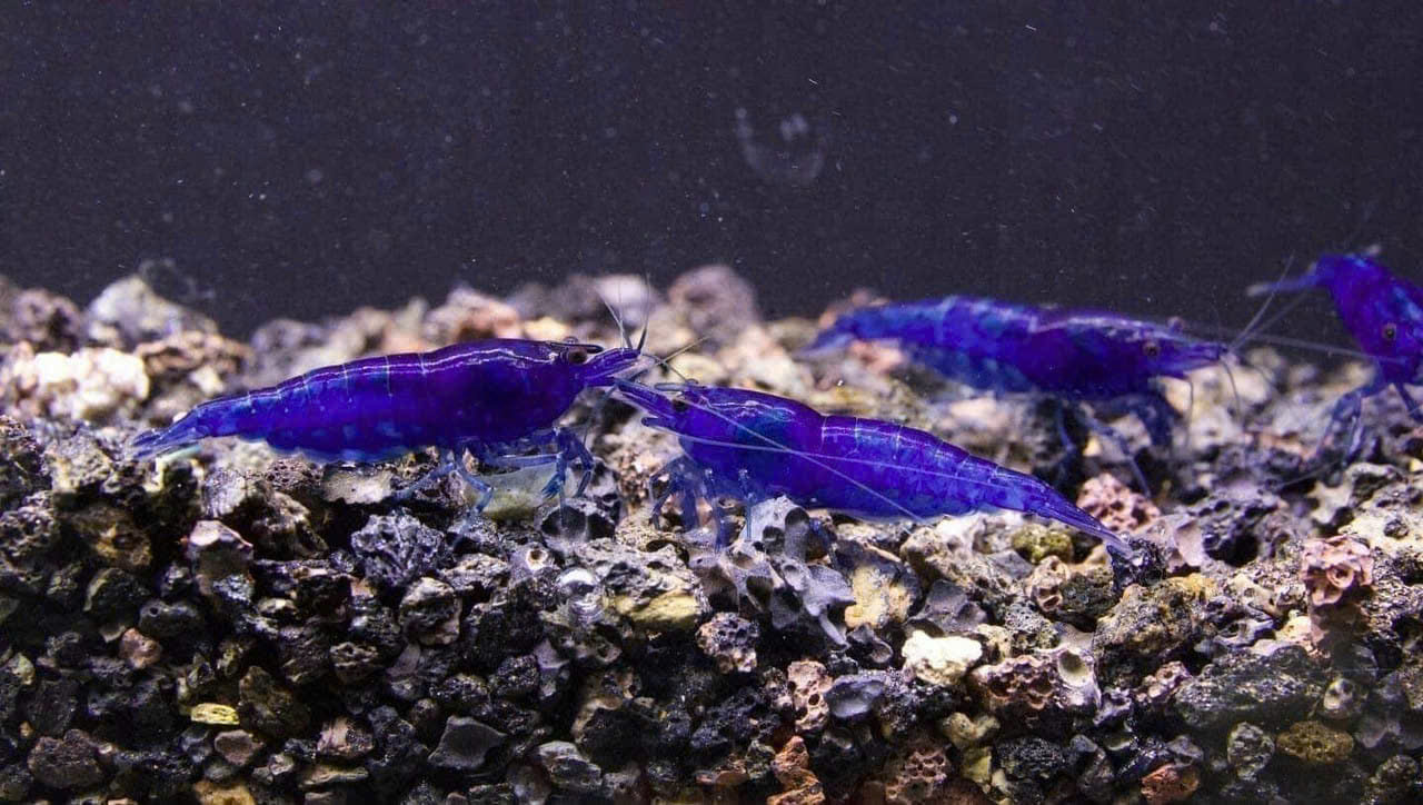 TÉP BLUEDREAM(SIZE CỐI)