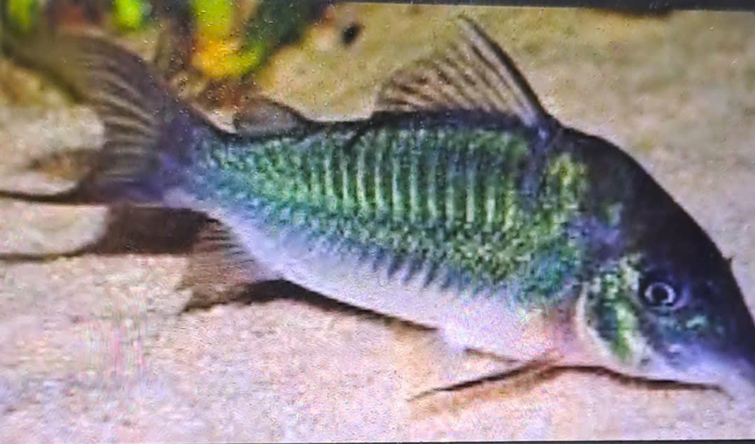 CHUỘT GREEN-SIZE 3CM