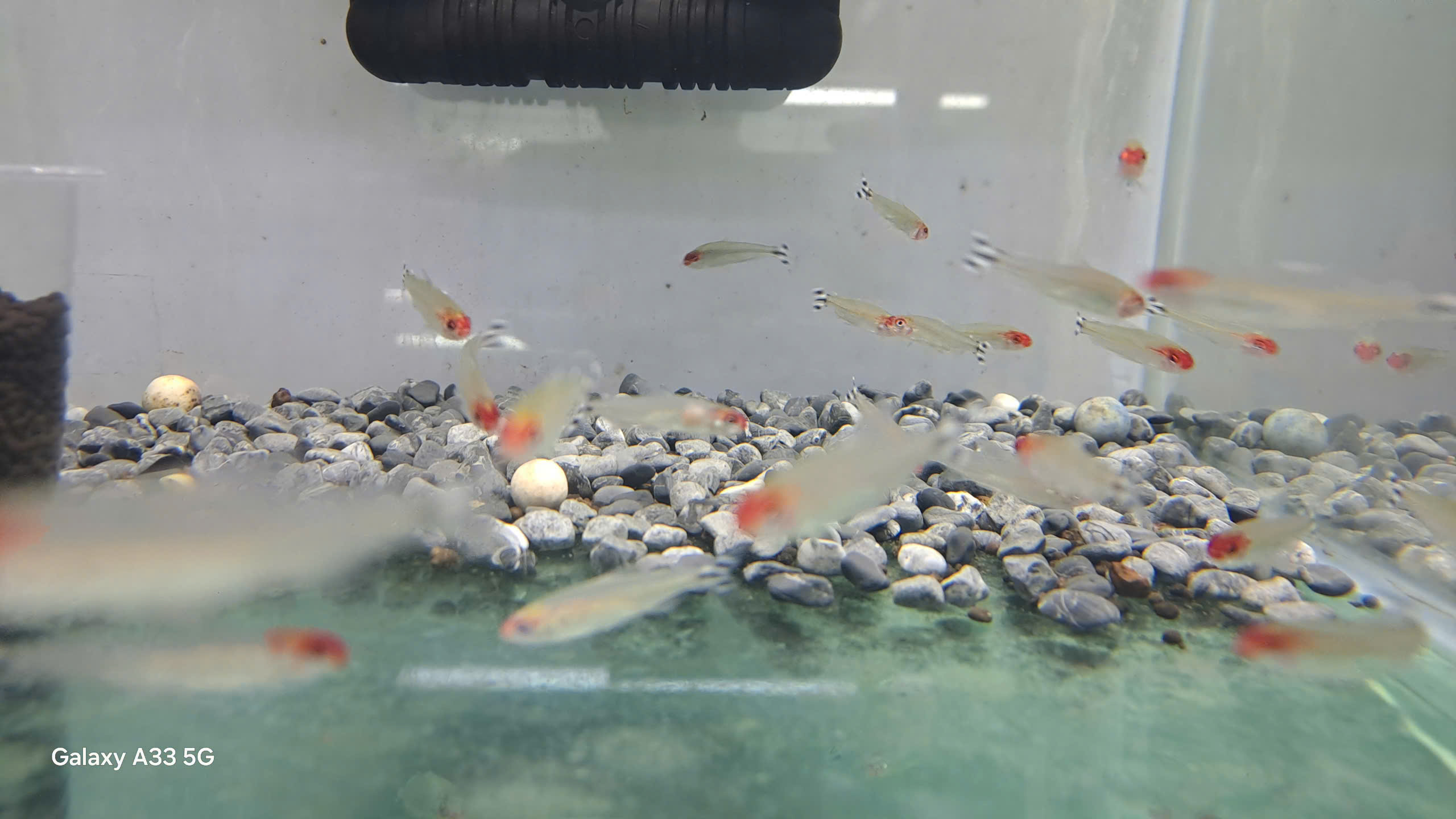 SÓC ĐẦU ĐỎ