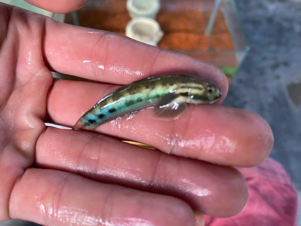 BỐNG BLUE NEON(MAX SIZE)
