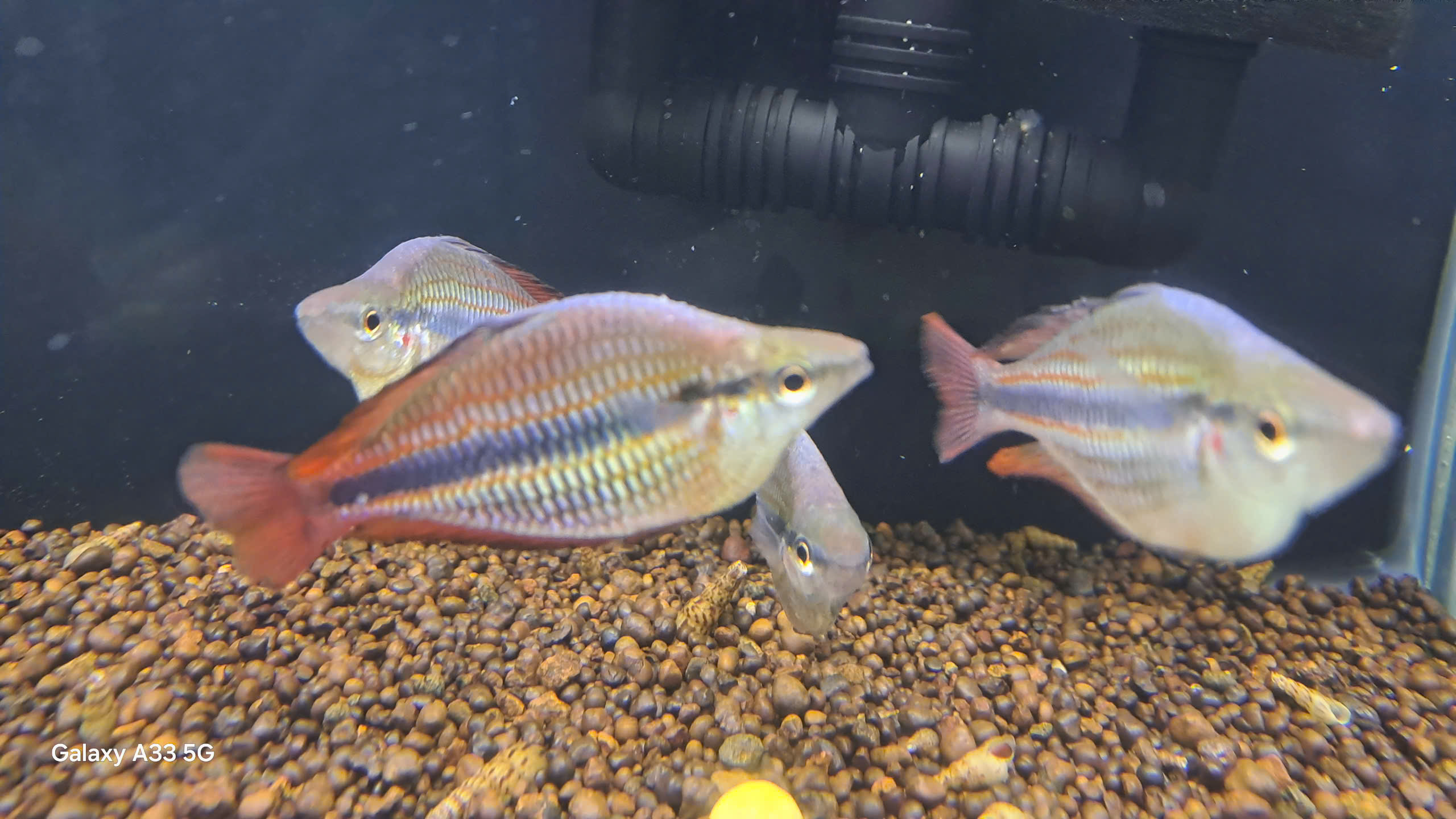 CẦU VÒNG GOYDER MADE INDO- SIZE 9-10CM