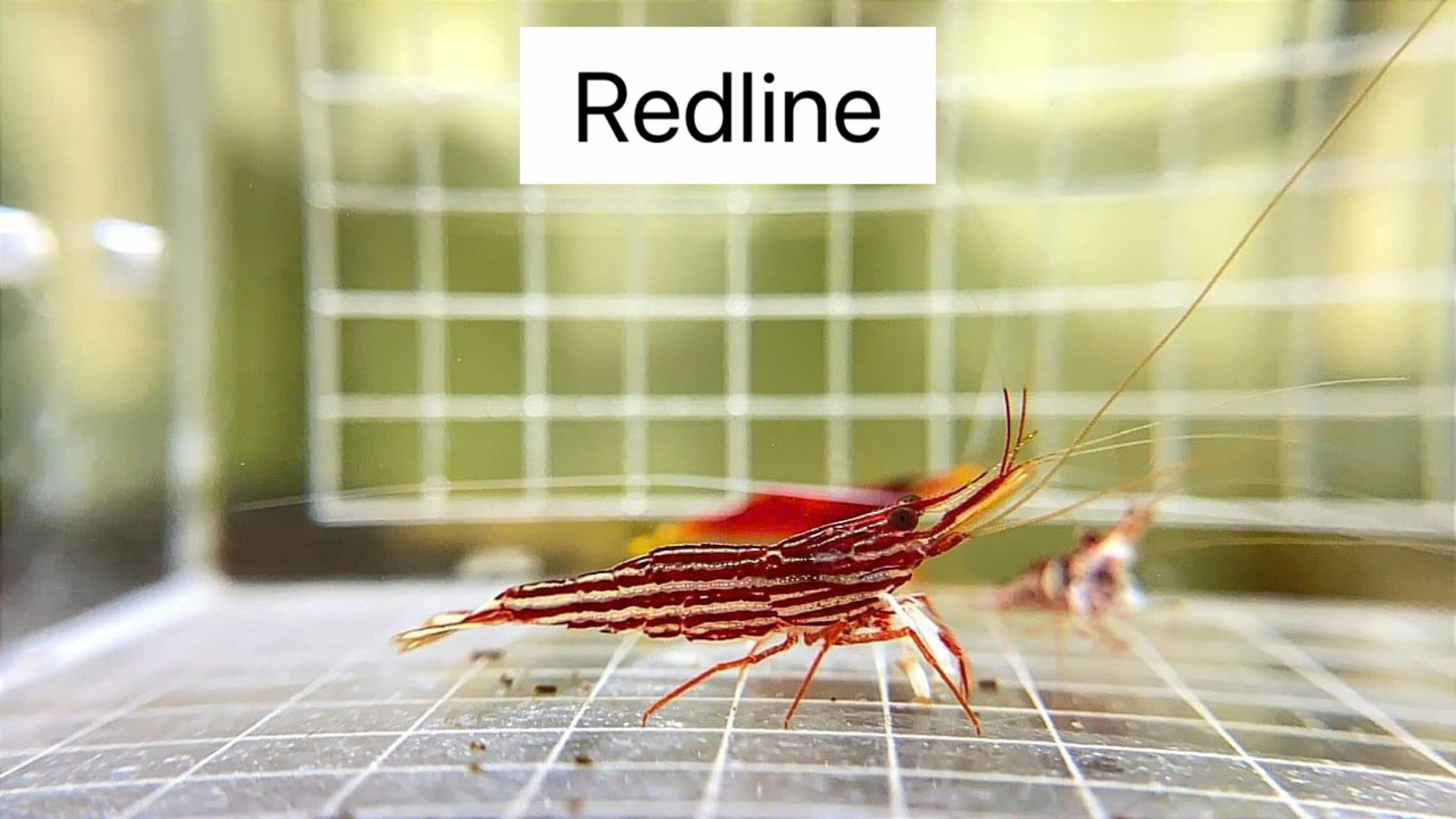 RED LINE