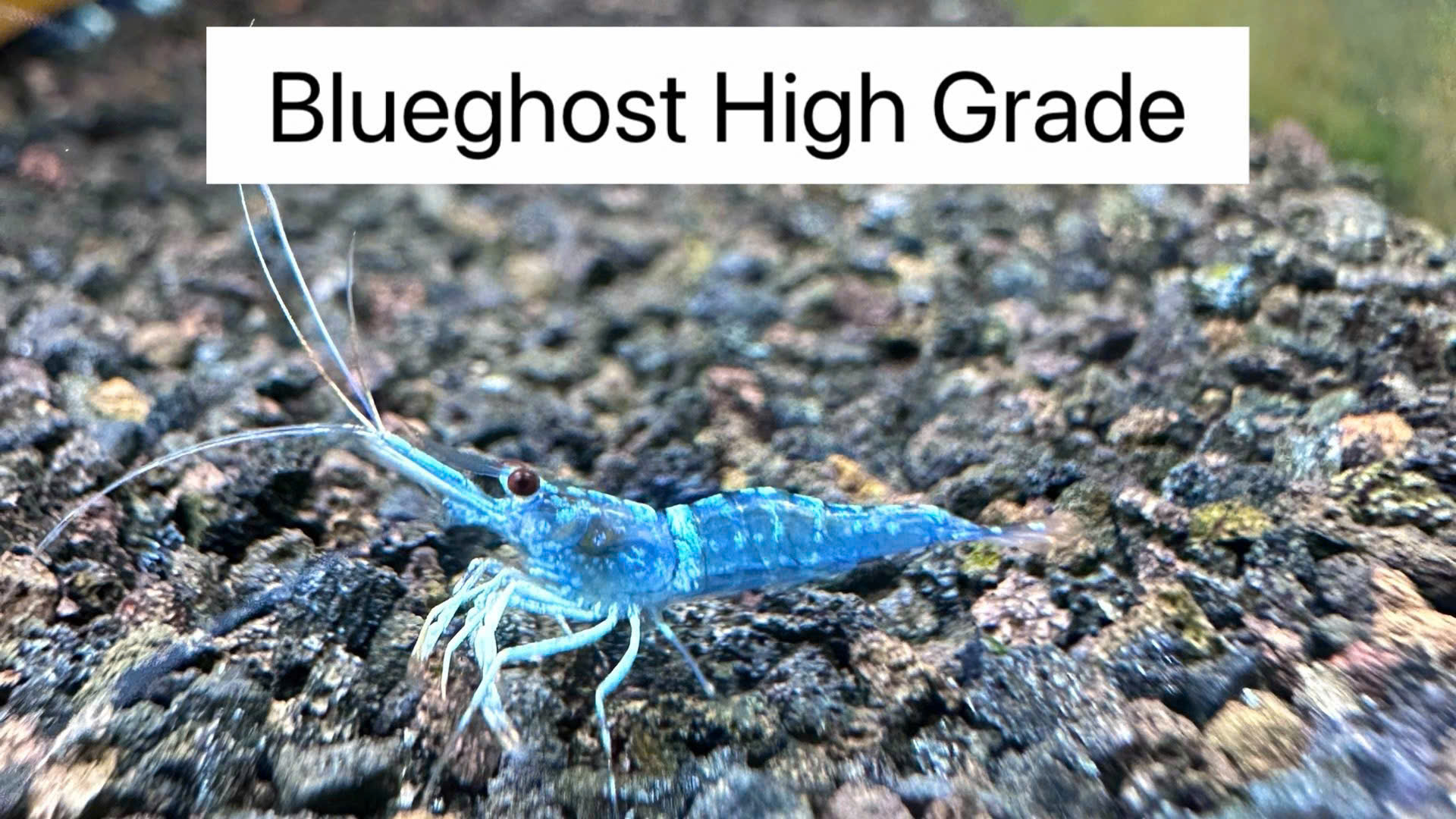 BLUE GHOST HIGH GRADE