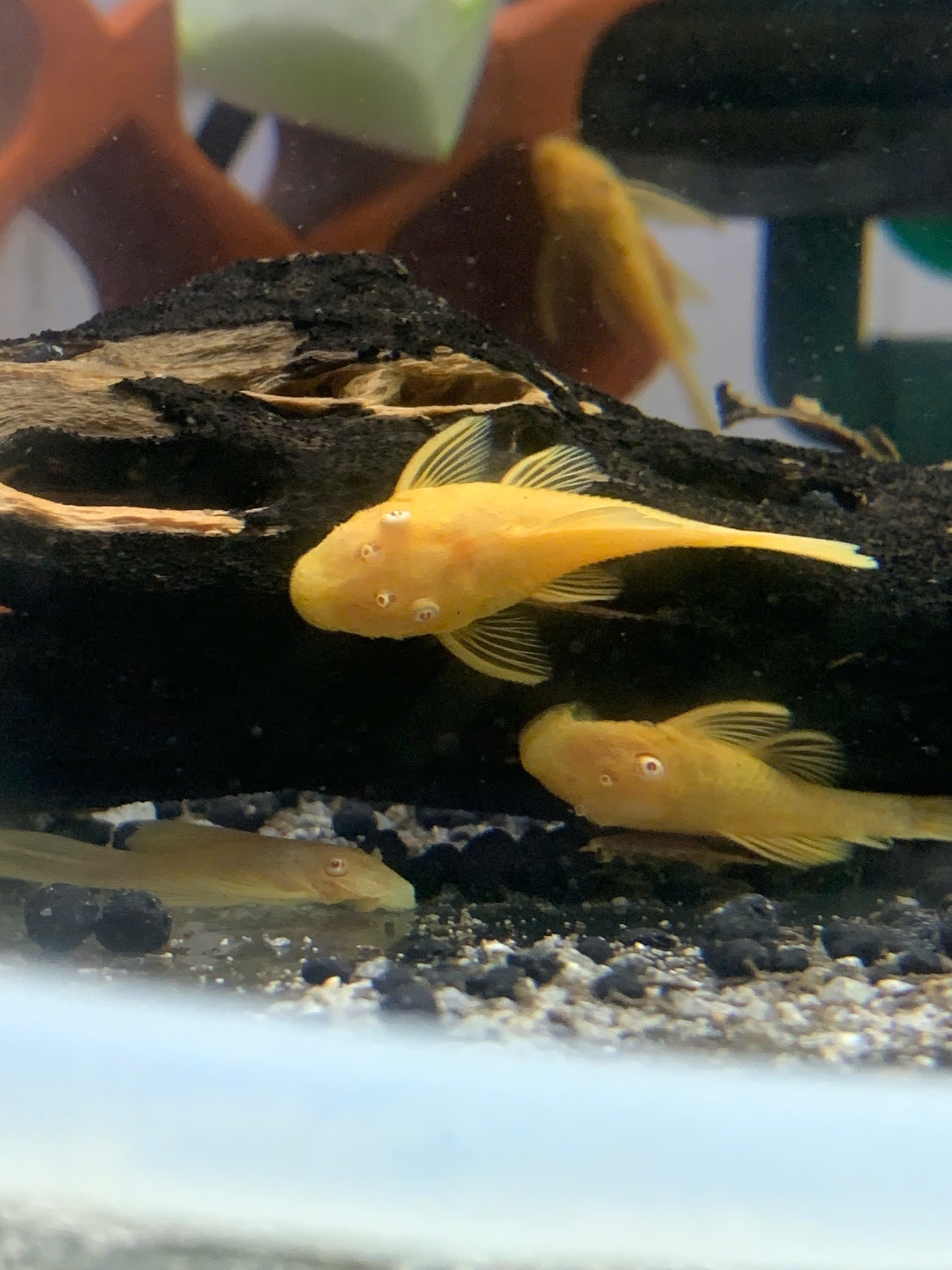SHORTFIN 3>5CM