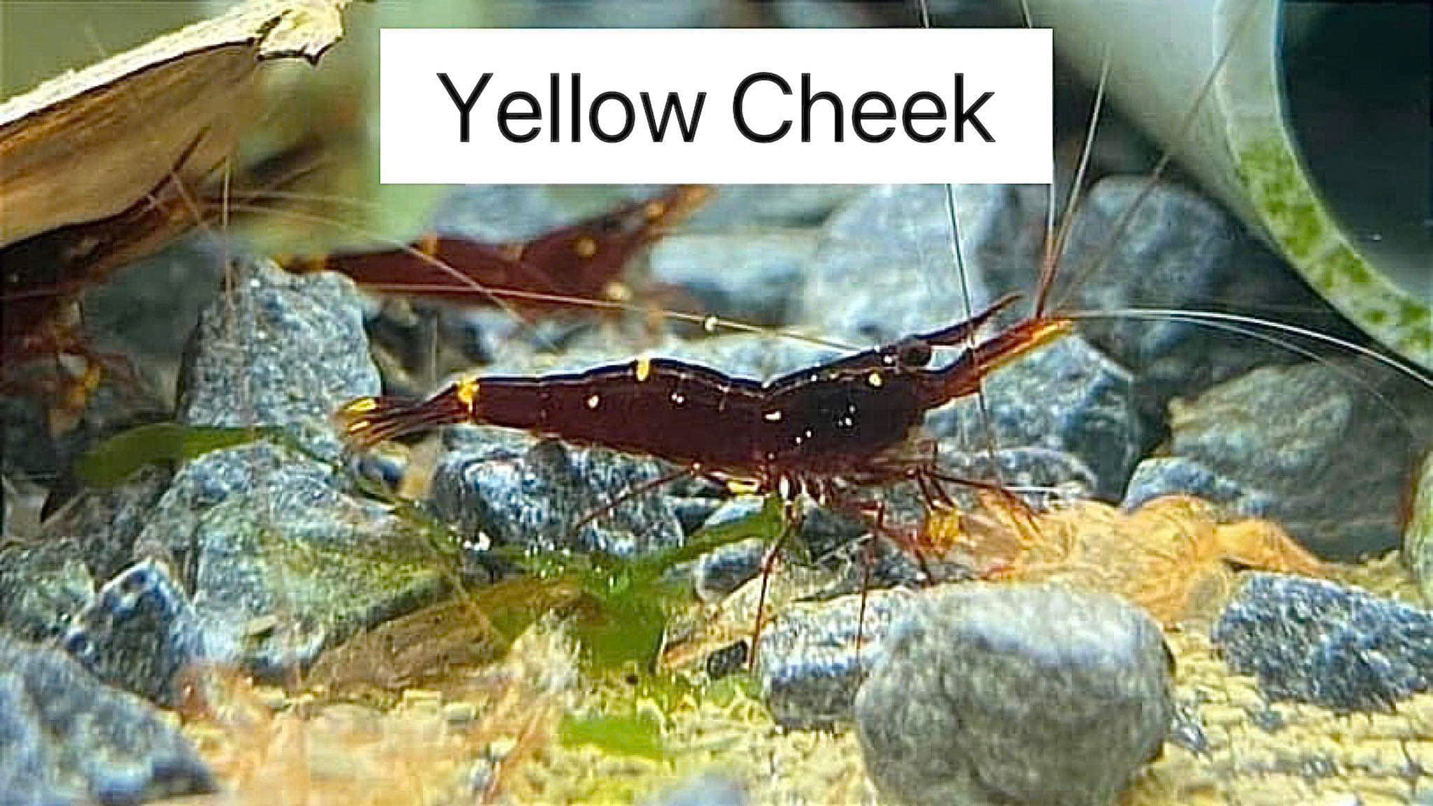 YELLOW CHEEK