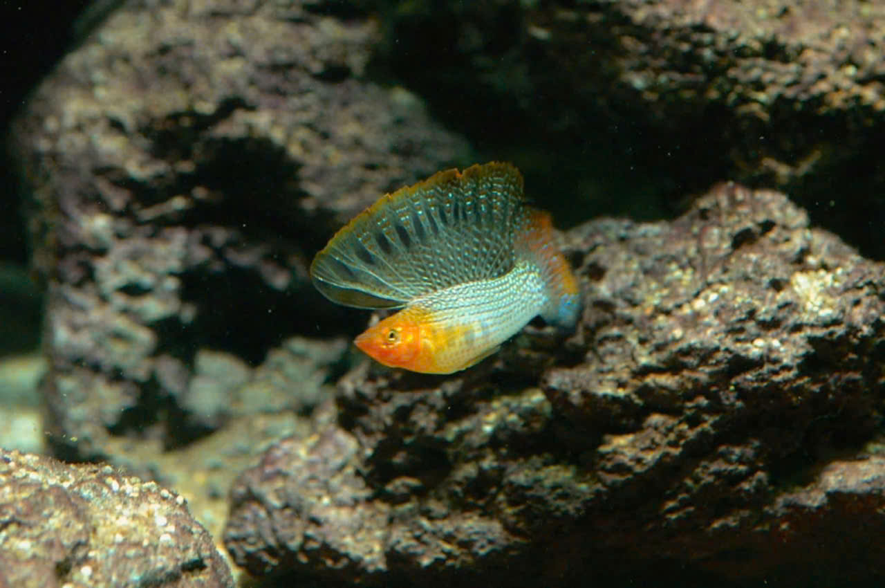 GREEN SAILFIN MOLLY( CÁ TỰ NHIÊN)