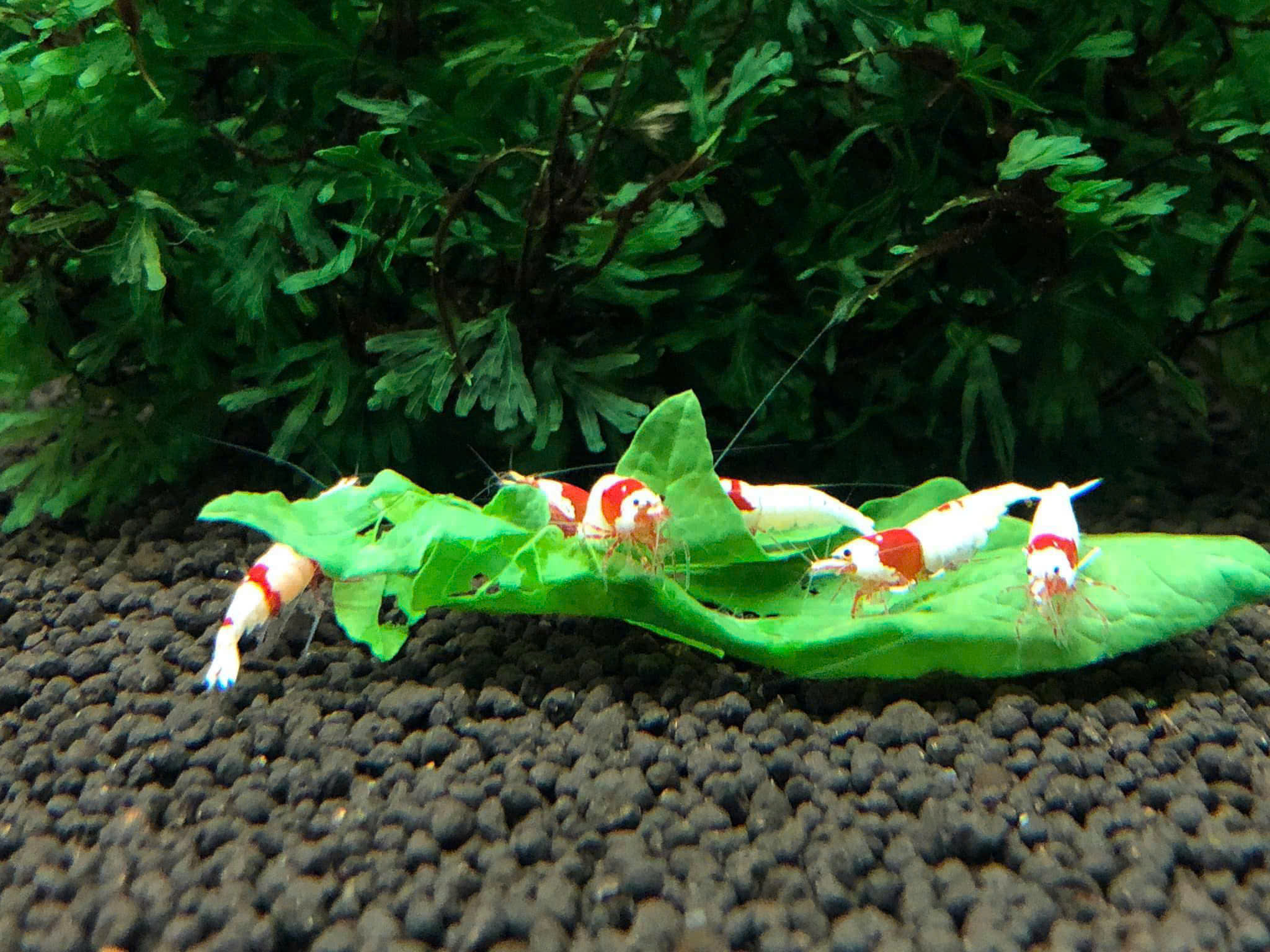 PURE RED LINE- SIZE THƯƠNG MẠI- 0.6-0.8CM