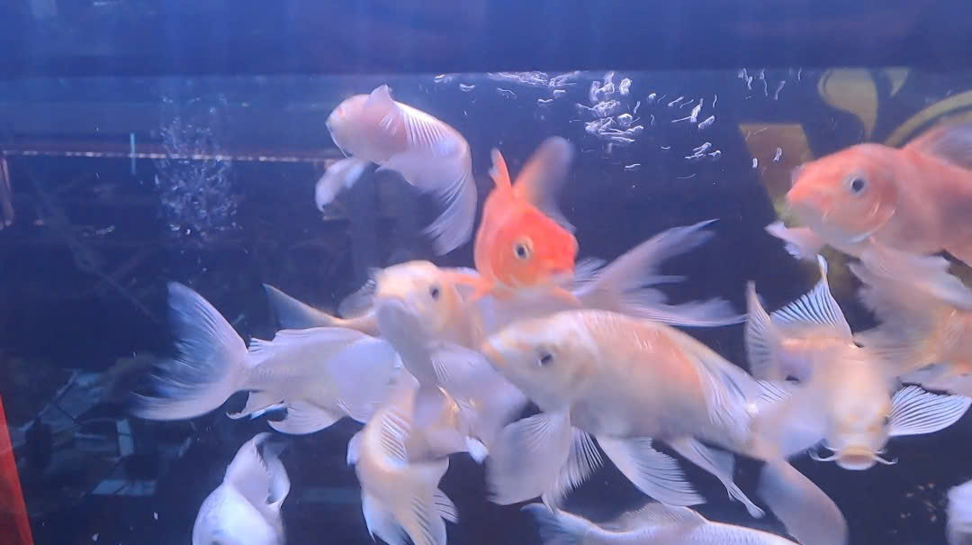 PHI TẦNG-10-12CM
