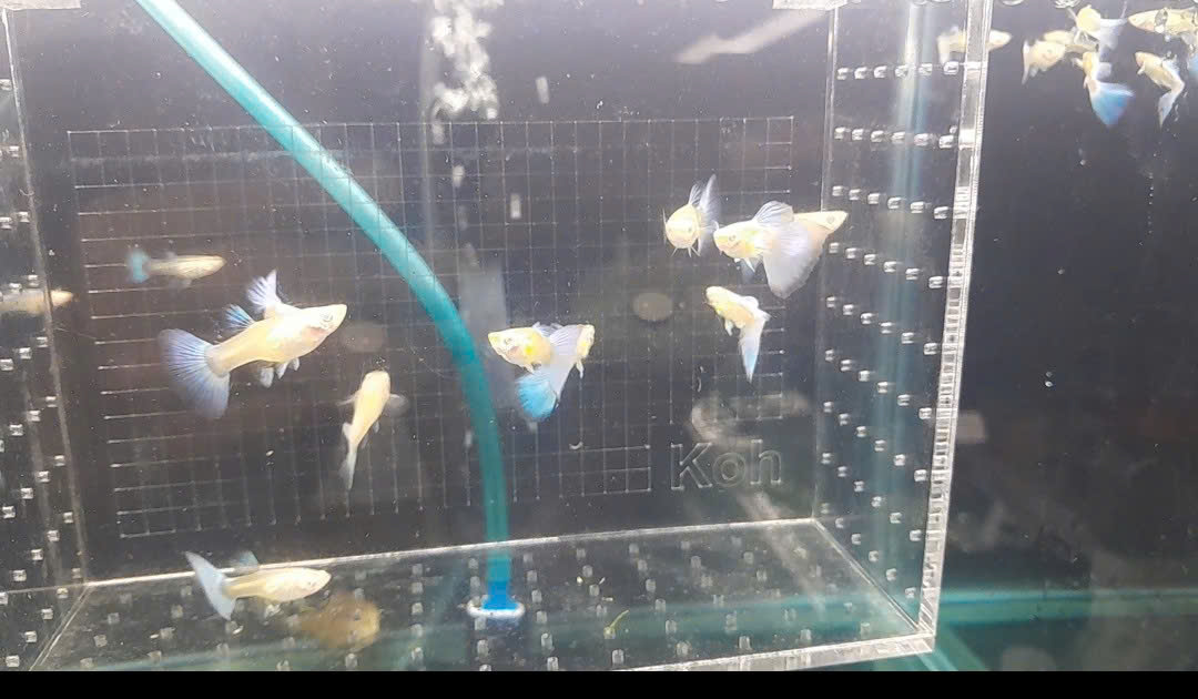 GUPPY TOPAZ