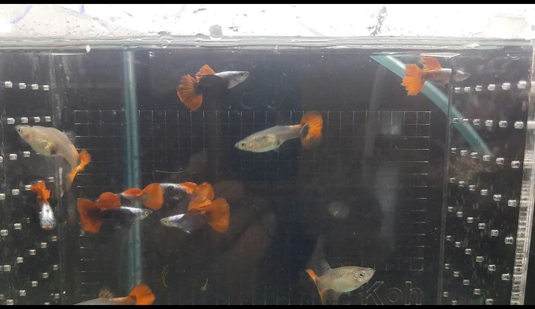 GUPPY-DUMBO RED TAIL