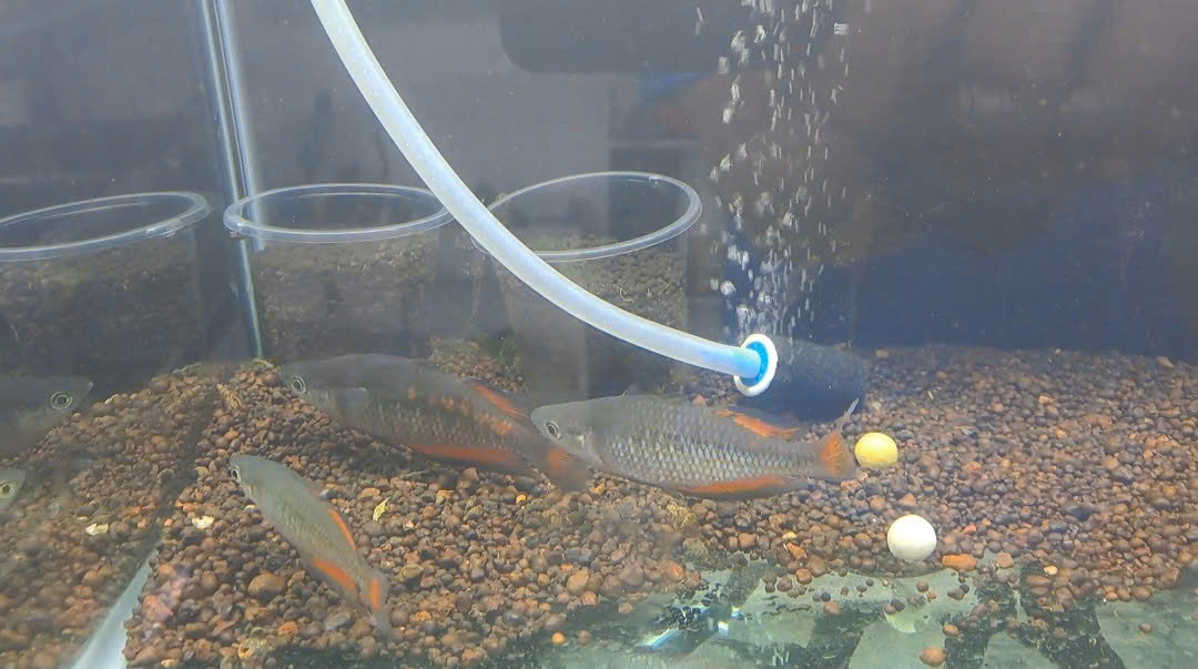 CẦU VÒNG PARKINSONI-SIZE 9-10CM