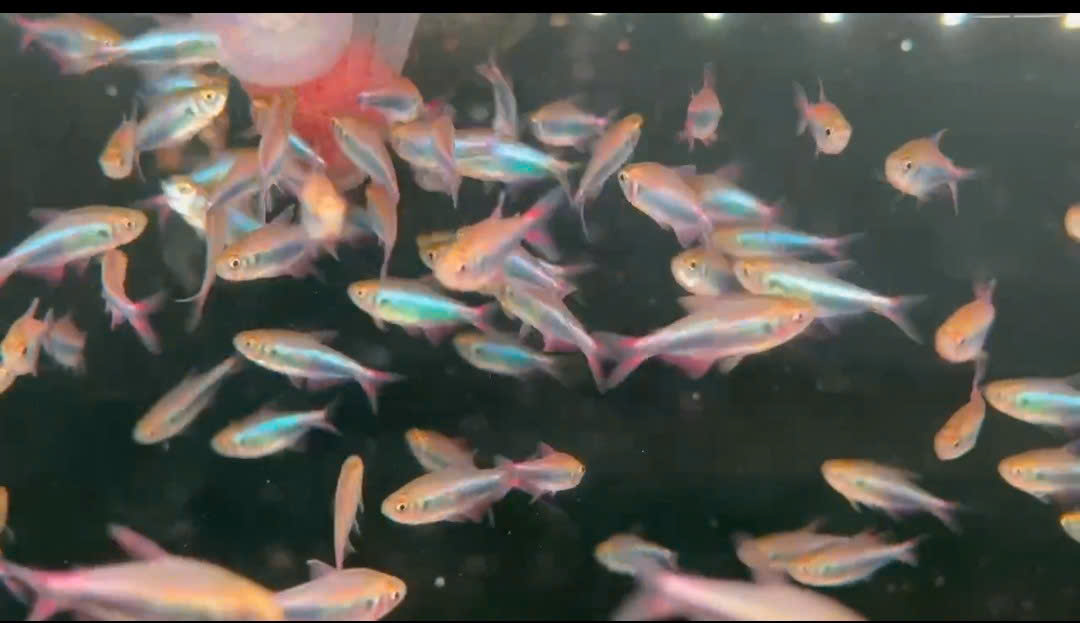 RED BLUE PERU TETRA(MAX SIZE)