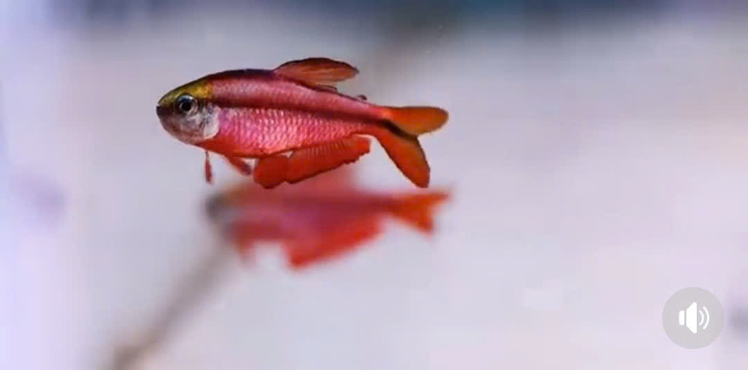 RED DEVIL TETRA(MAX SIZE)