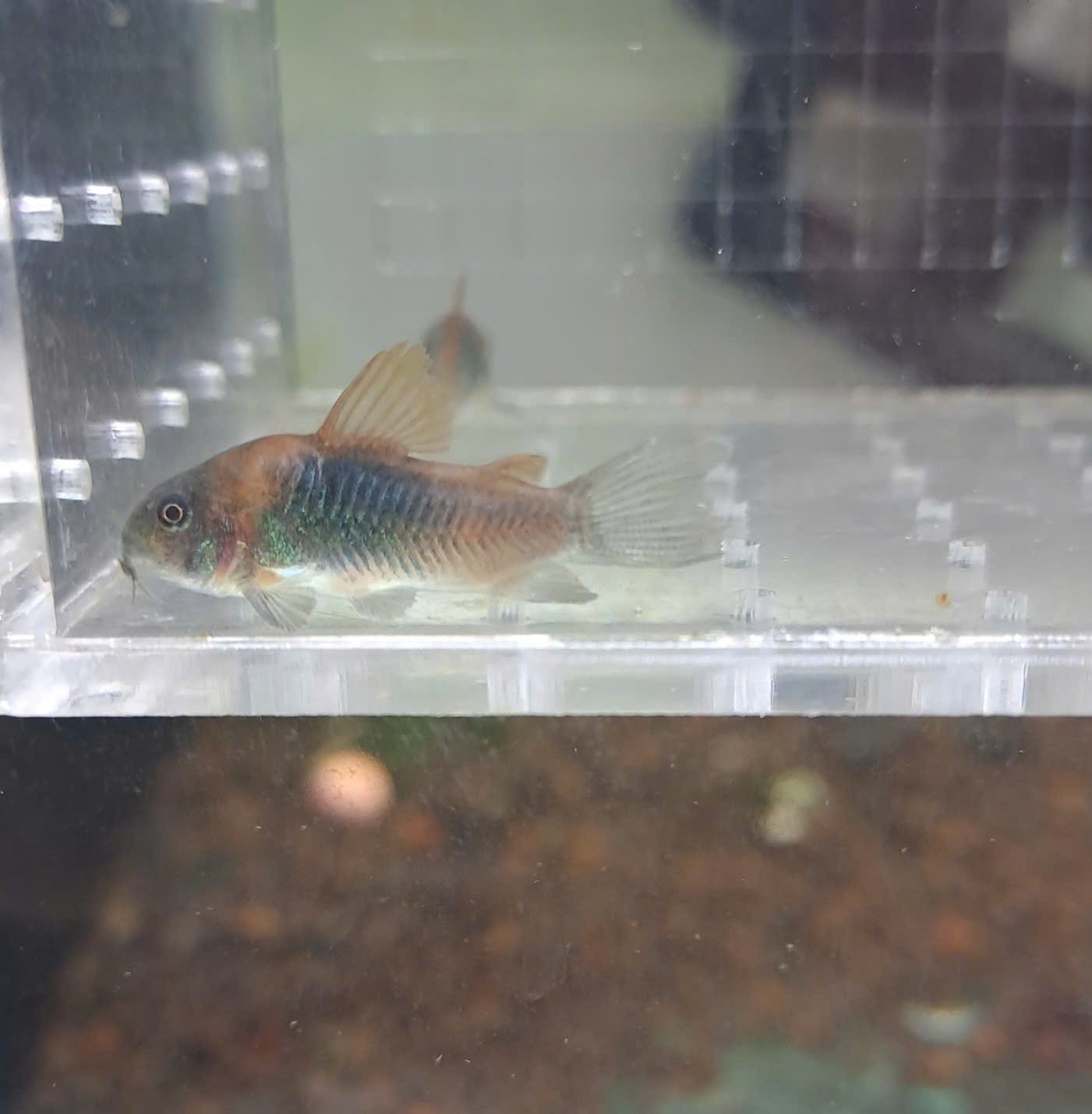 CHUỘT VENEZELA(2>3CM)