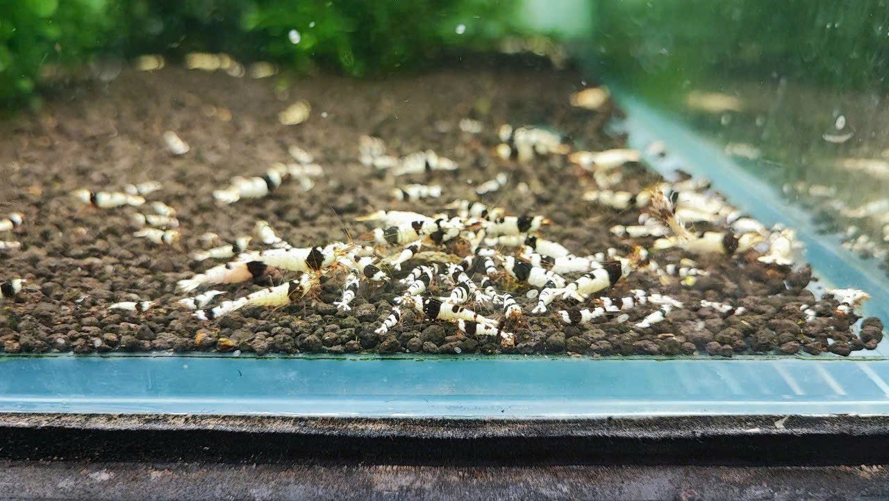 TÉP ONG ĐEN-BACK BEE SHRIMP 0.5-0.8CM