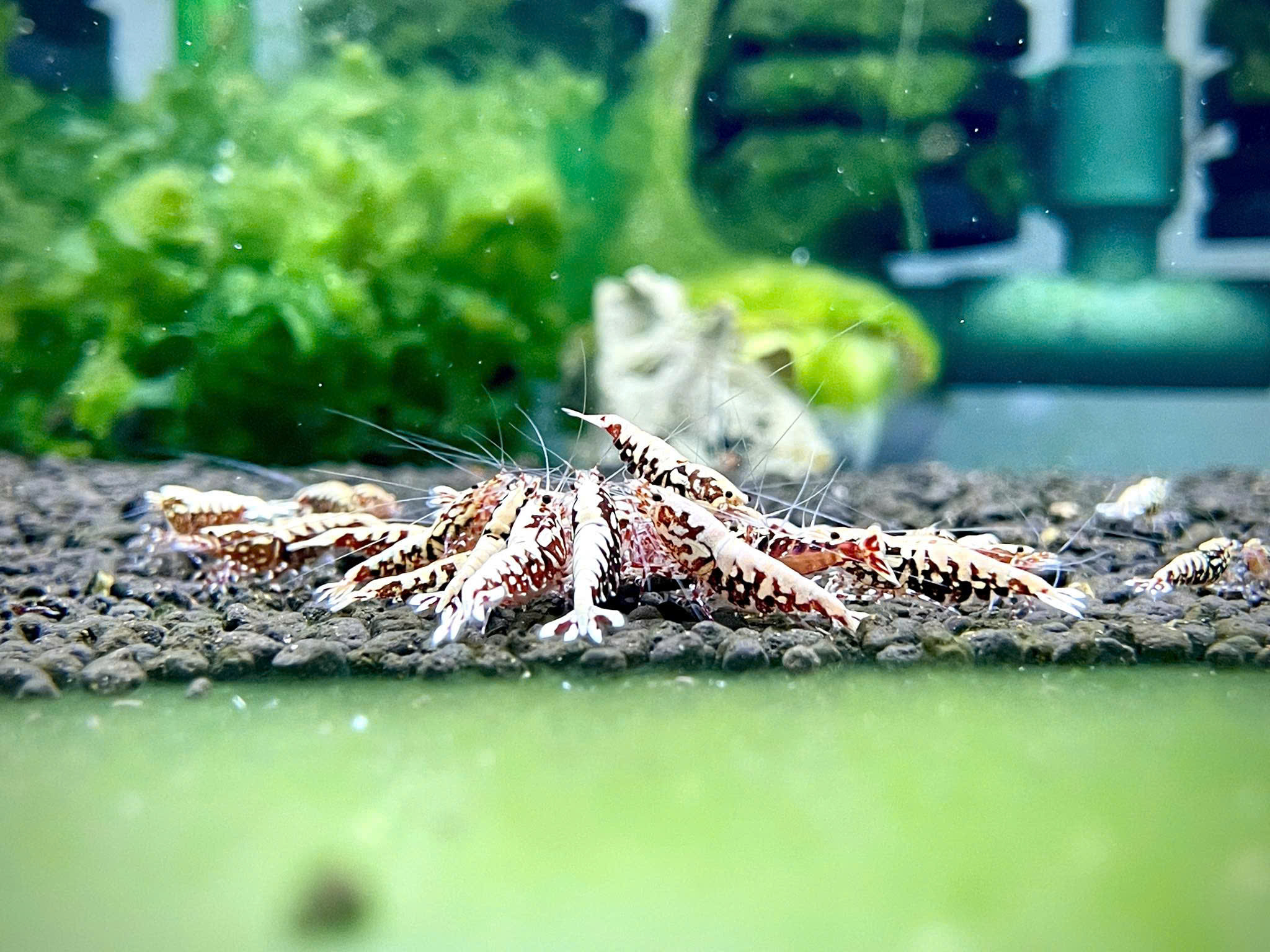 RED GALAXY TIGER