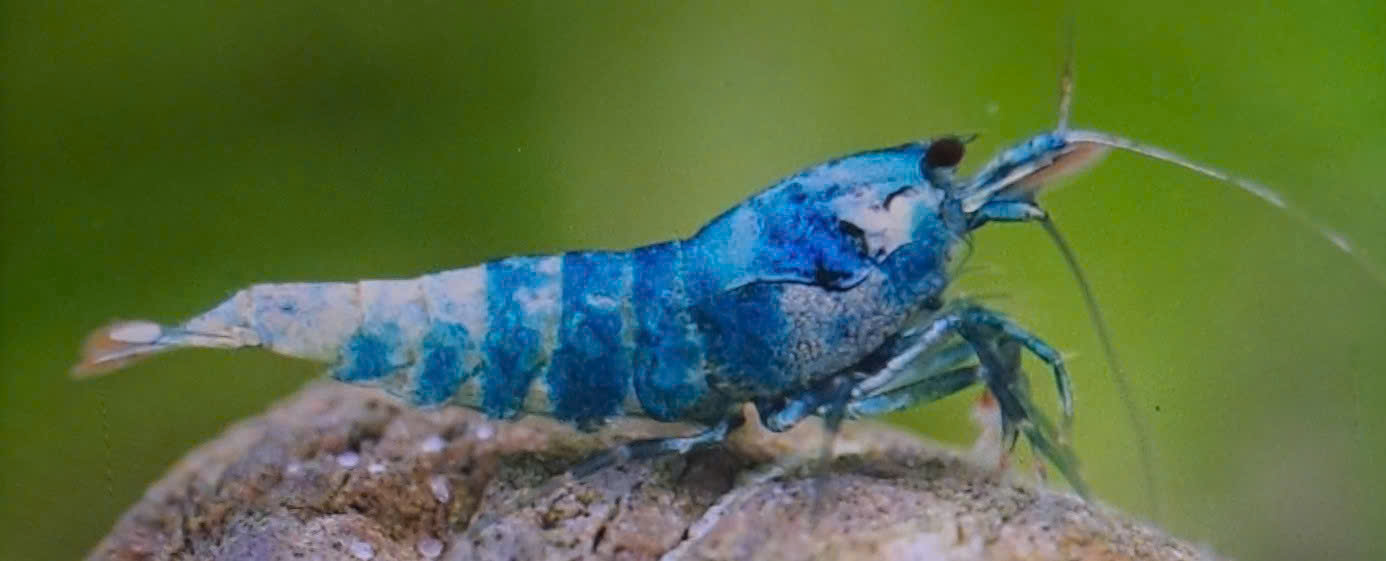 BLUE BOLT Kích thước 0.8>1.2 Cm