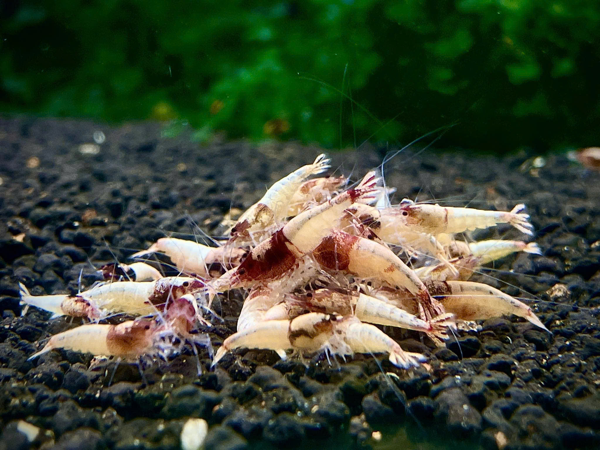 RED BOLT Size 08>1.2cm